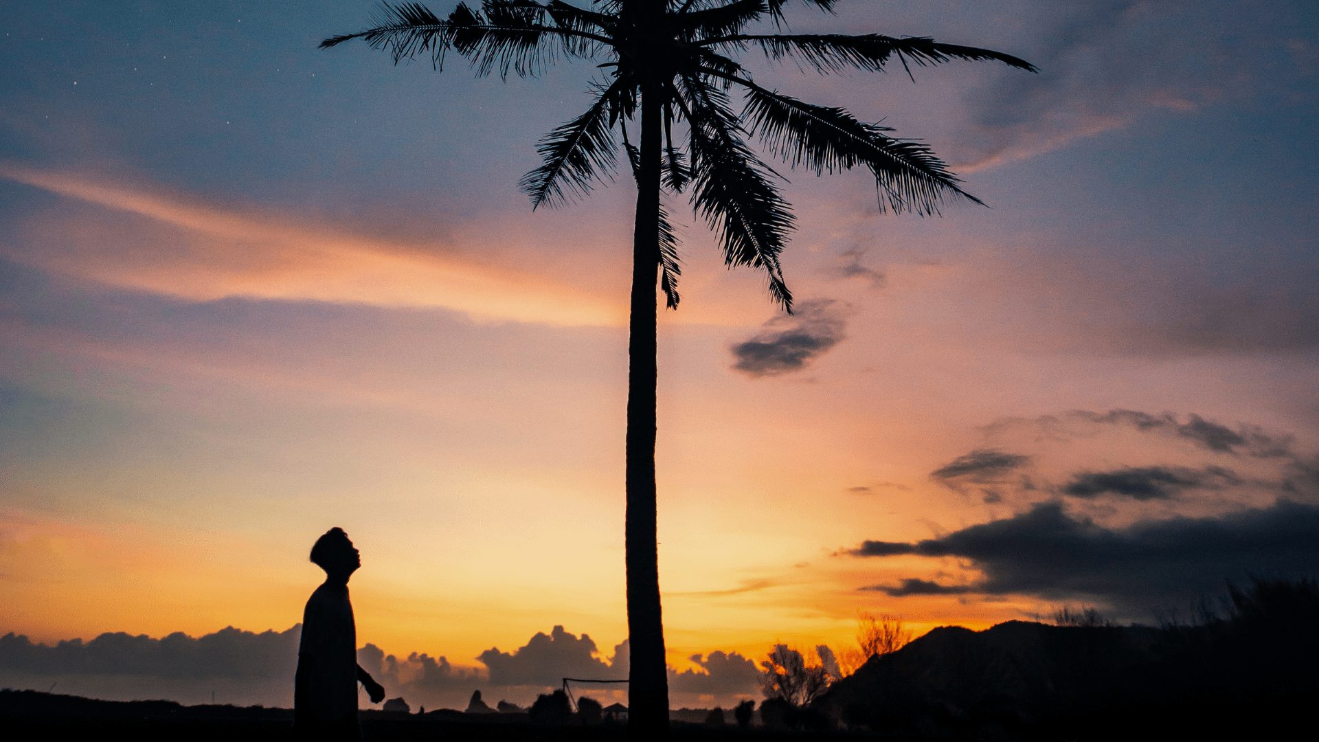 Palm tree sunset